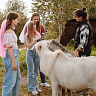 Конная прогулка  #в Йошкар-Оле#. Подарочные сертификаты Ultra Подарки. Купить оригинальный подарок или подарочный сертификат на Конная прогулка  #в Йошкар-Оле#. Сервис UltraPodarki.ru 8-800-505-9530. Катание на лошадях, Прогулка на лошади, Прогулка на лошадях для двоих, Конная прогулка .  Конный клуб, конная прогулка, конная прогулка #в Йошкар-Оле#, 